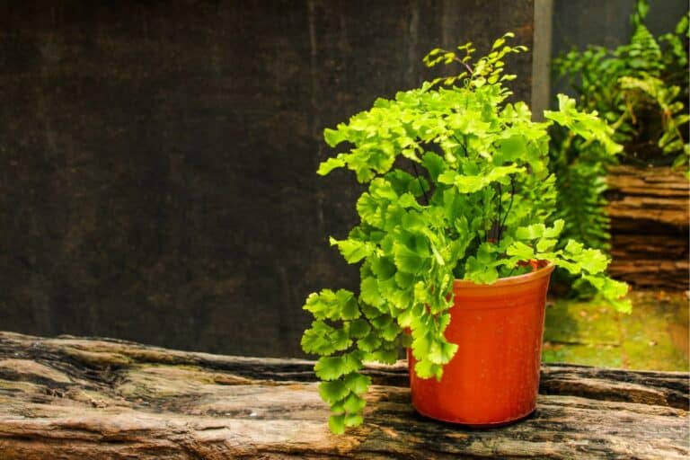 The Ultimate Indoor Care Guide for Maidenhair Fern (Adiantum)