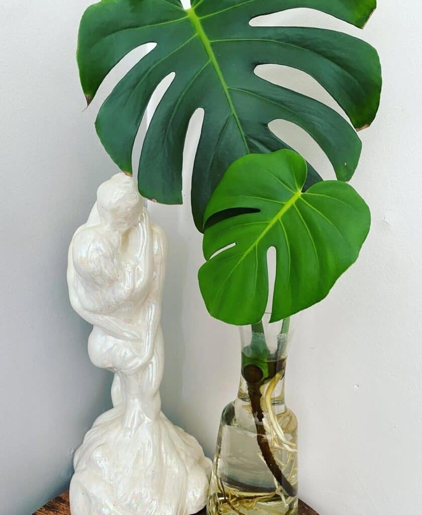 monstera water propagation