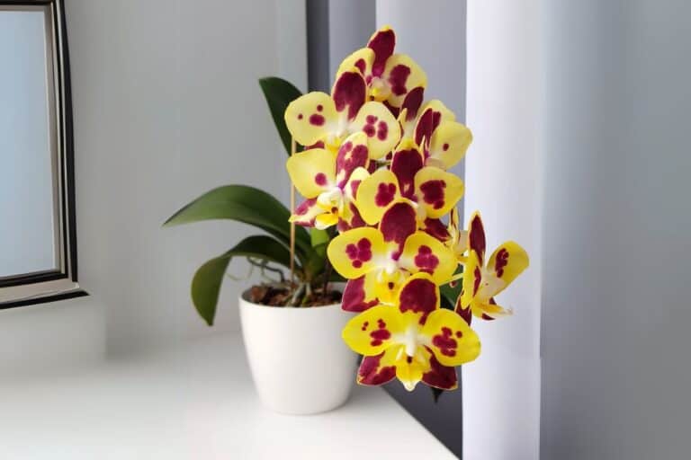 The Ultimate Indoor Care Guide for Moth Orchid (Phalaenopsis)