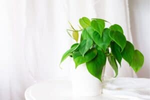 philodendron care