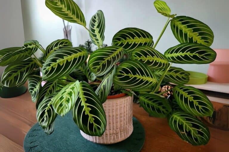 The Ultimate Indoor Care Guide for Prayer Plant (Maranta leuconeura)