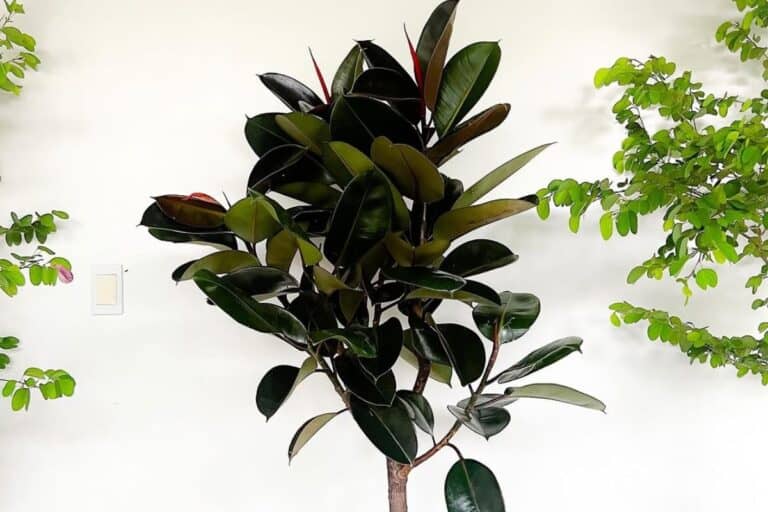 The Ultimate Indoor Care Guide for Rubber Plant (Ficus elastica)