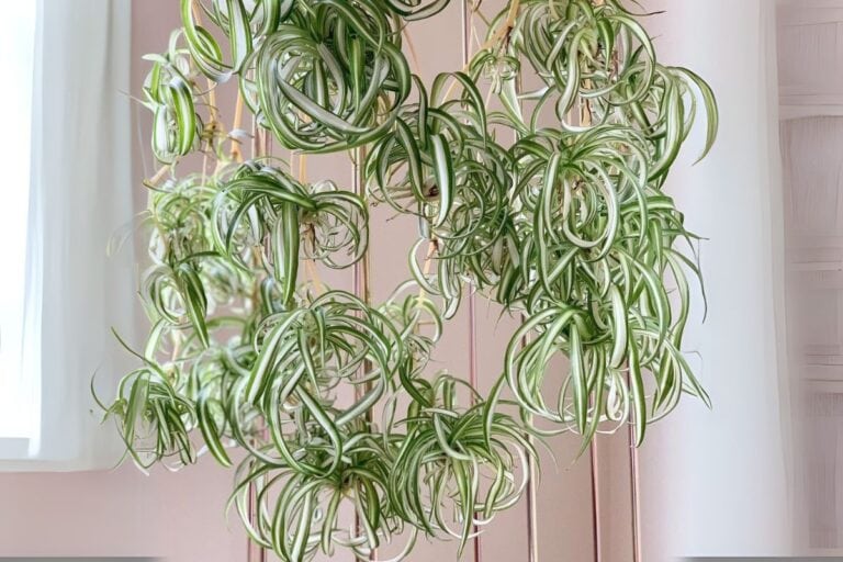 The Ultimate Indoor Care Guide for Spider Plant (Chlorophytum comosum)