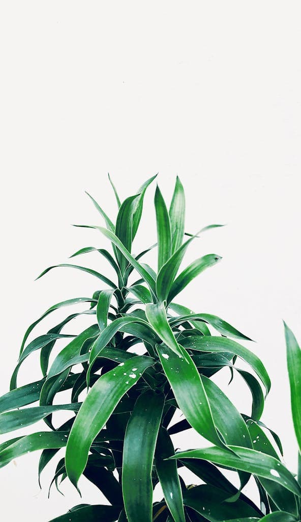 Vibrant Dracaena plant with glossy leaves on a crisp white backdrop, showcasing natural beauty.