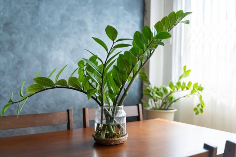 The Ultimate Indoor Care Guide for ZZ Plant (Zamioculcas zamiifolia)