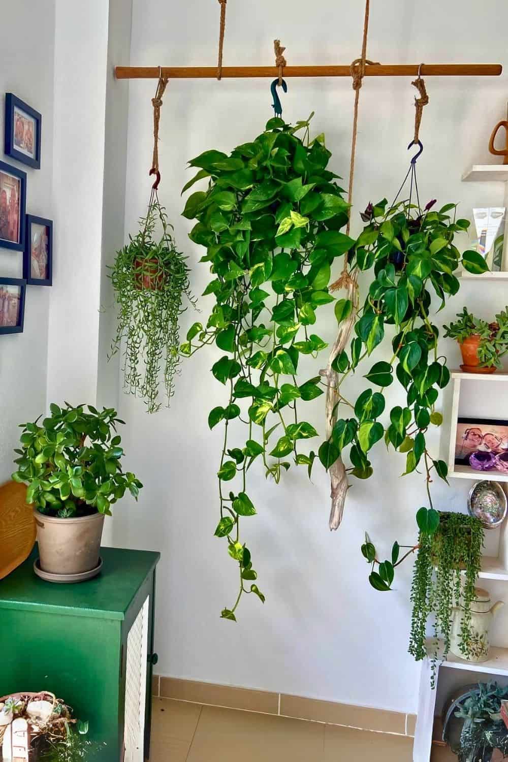 Transform Your Space Creative Wall Plant Decor Ideas Houseplant Alley