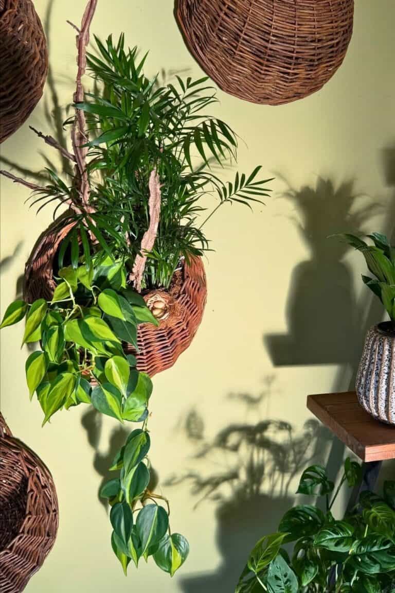 Transform Your Space Creative Wall Plant Decor Ideas Houseplant Alley