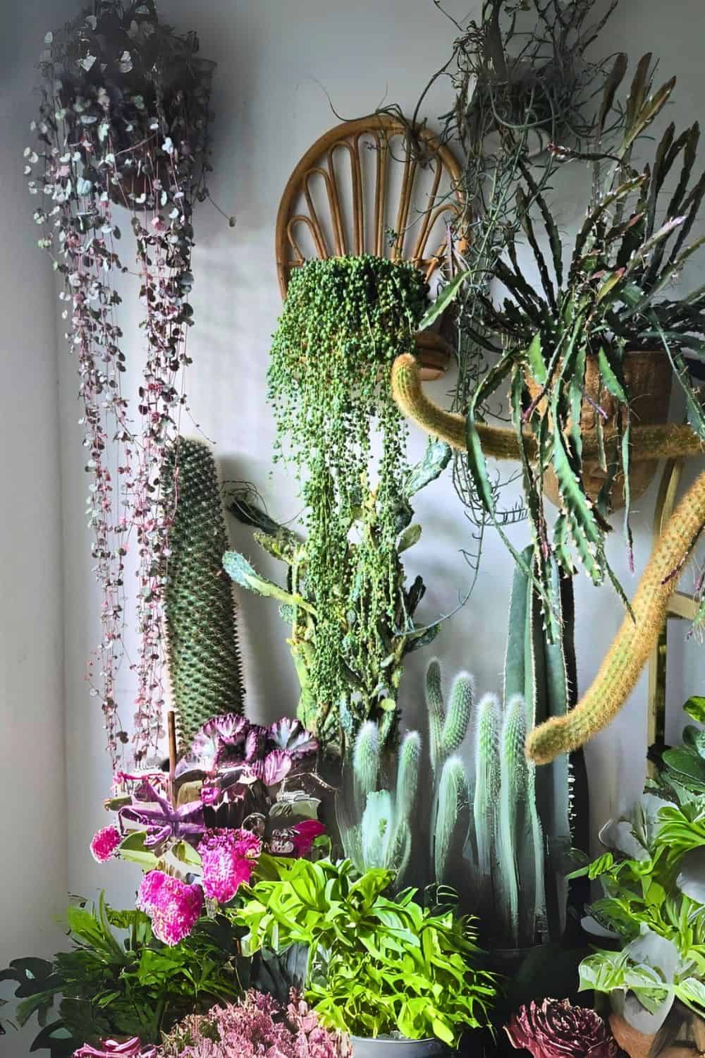 Transform Your Space: Creative Wall Plant Decor Ideas | Houseplant Alley