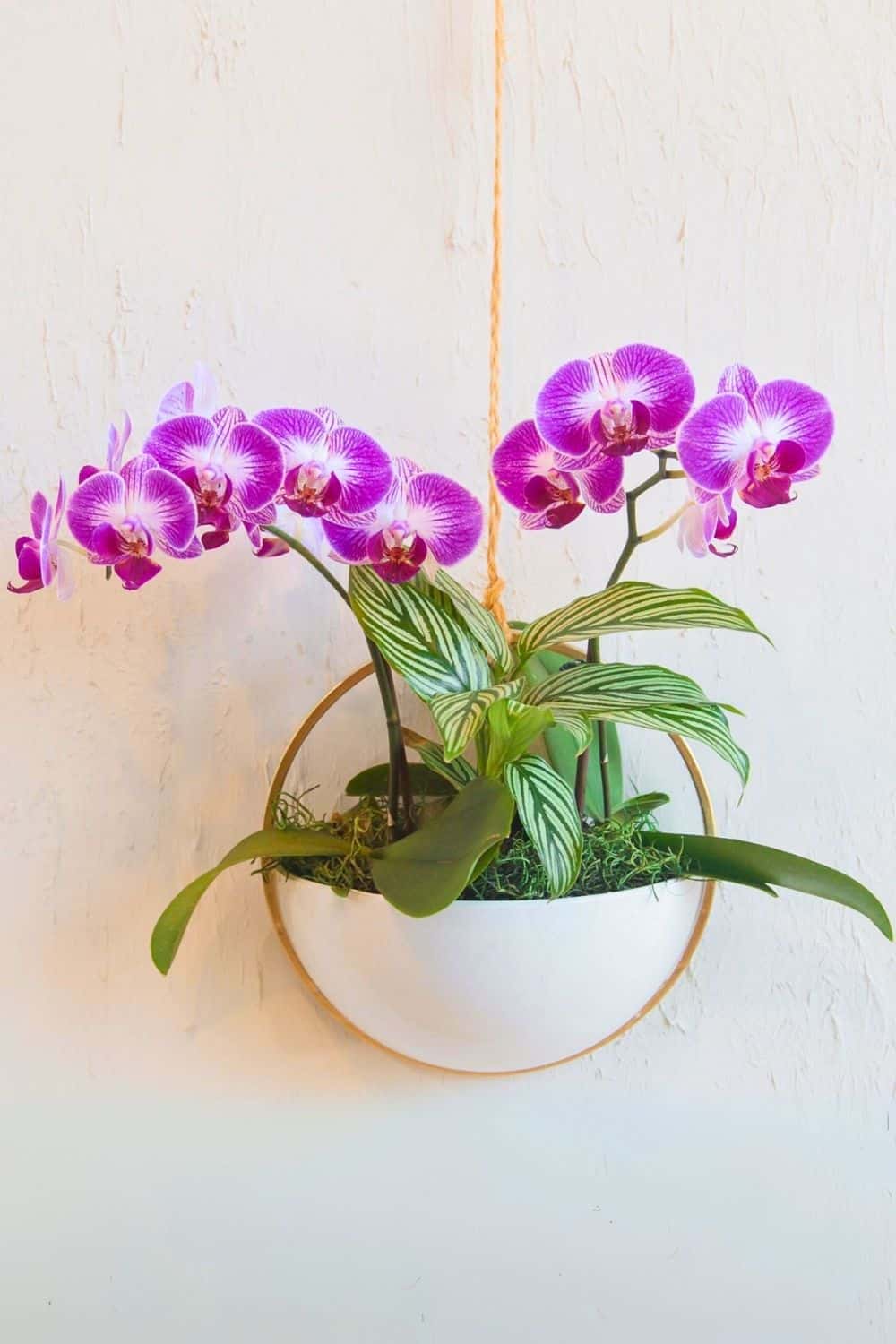 Transform Your Space Creative Wall Plant Decor Ideas Houseplant Alley