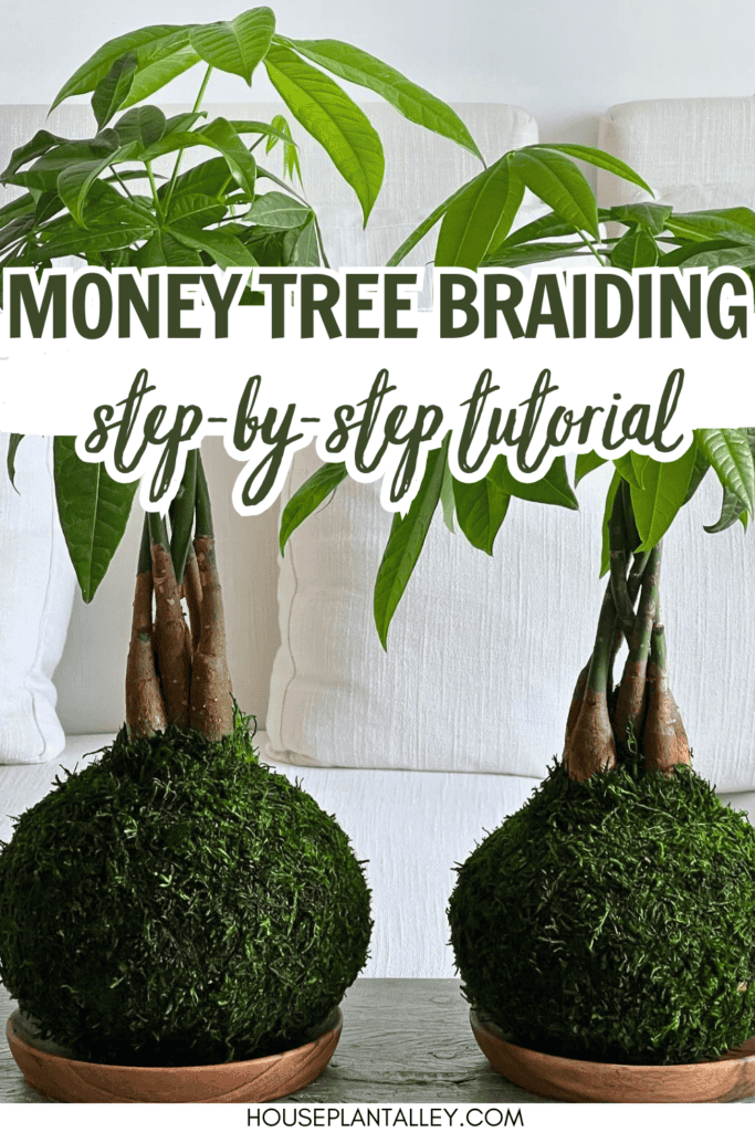 Braid Money Tree