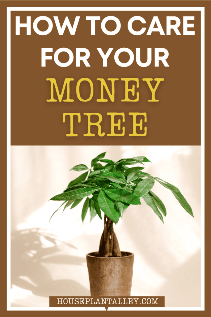 Money Tree Plant Care