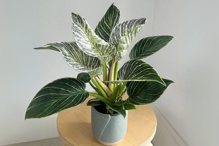 Philodendron Birkin