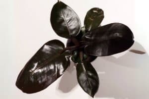 Philodendron Black Cardinal