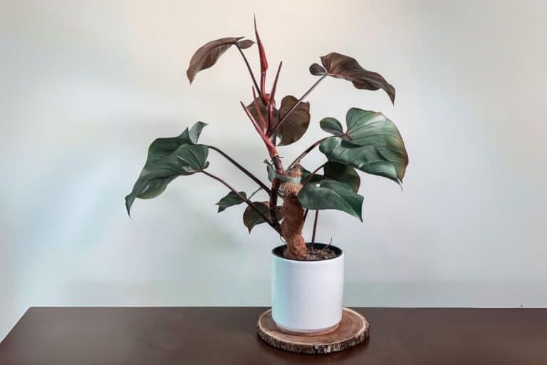 Philodendron Erubescens