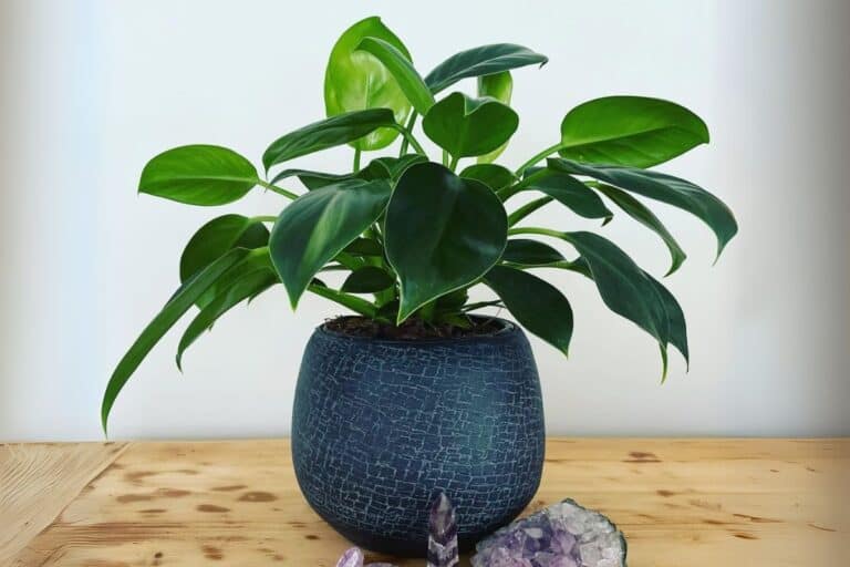 Philodendron Green Princess