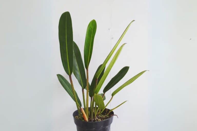 Philodendron callosum