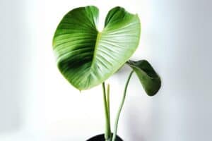 Philodendron cipoense