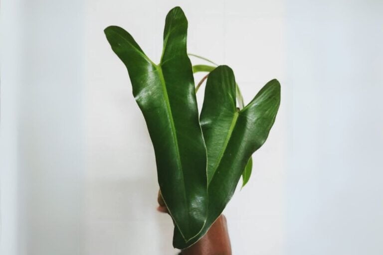 Philodendron curvilobum