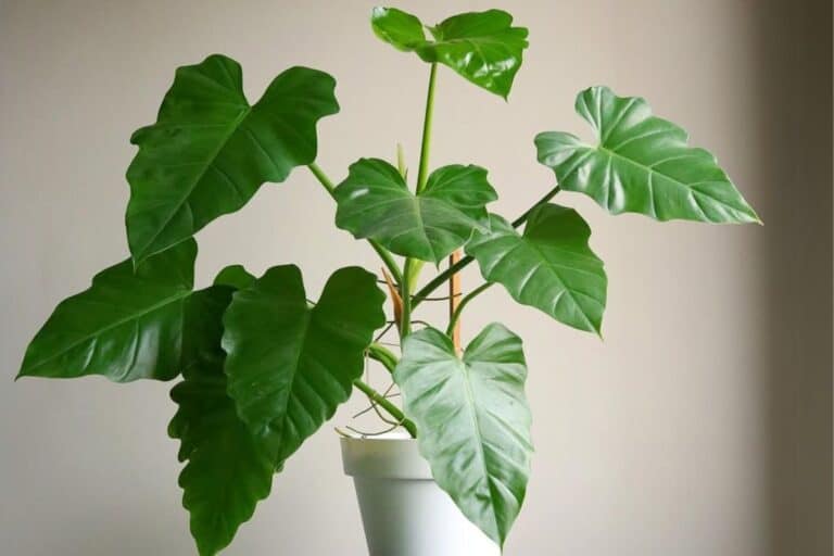 Philodendron danteanum