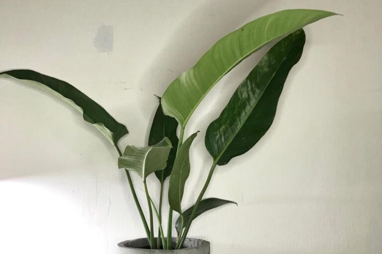 Philodendron davidsonii