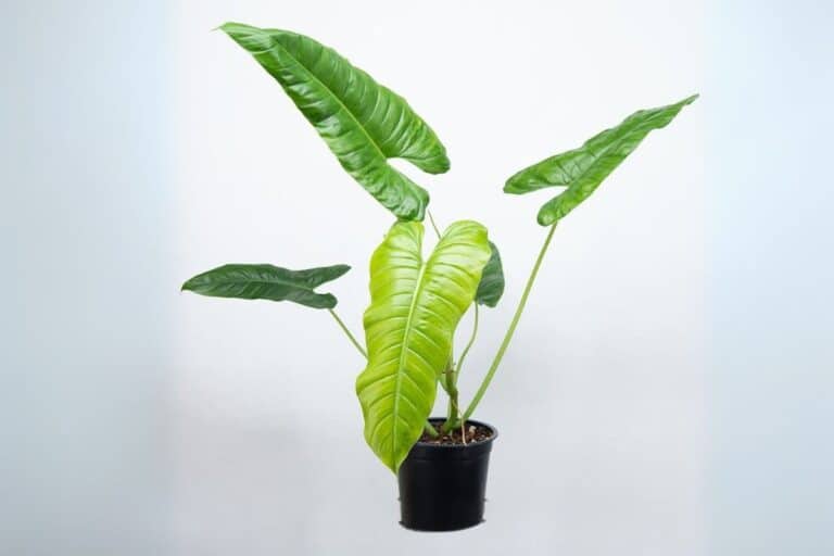 Philodendron deflexum