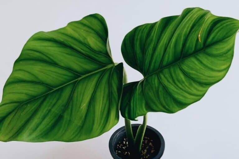 Philodendron dodsonii