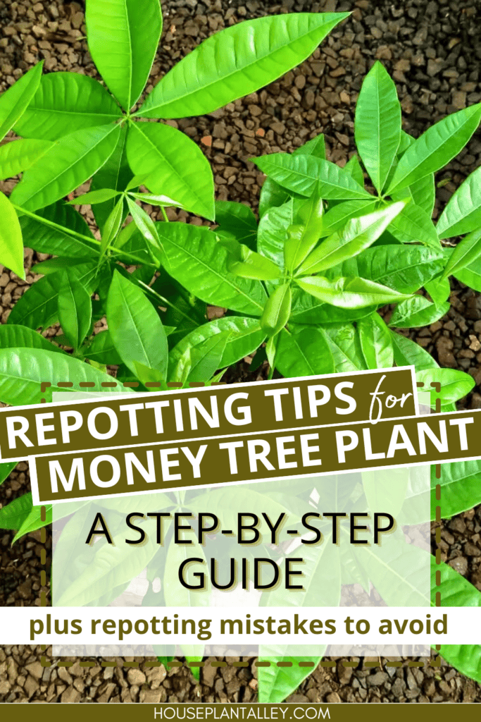 Repot Money Tree