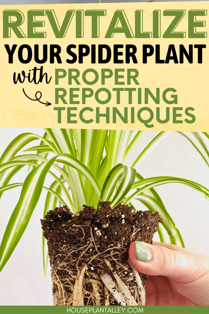 Repotting Spider Plant