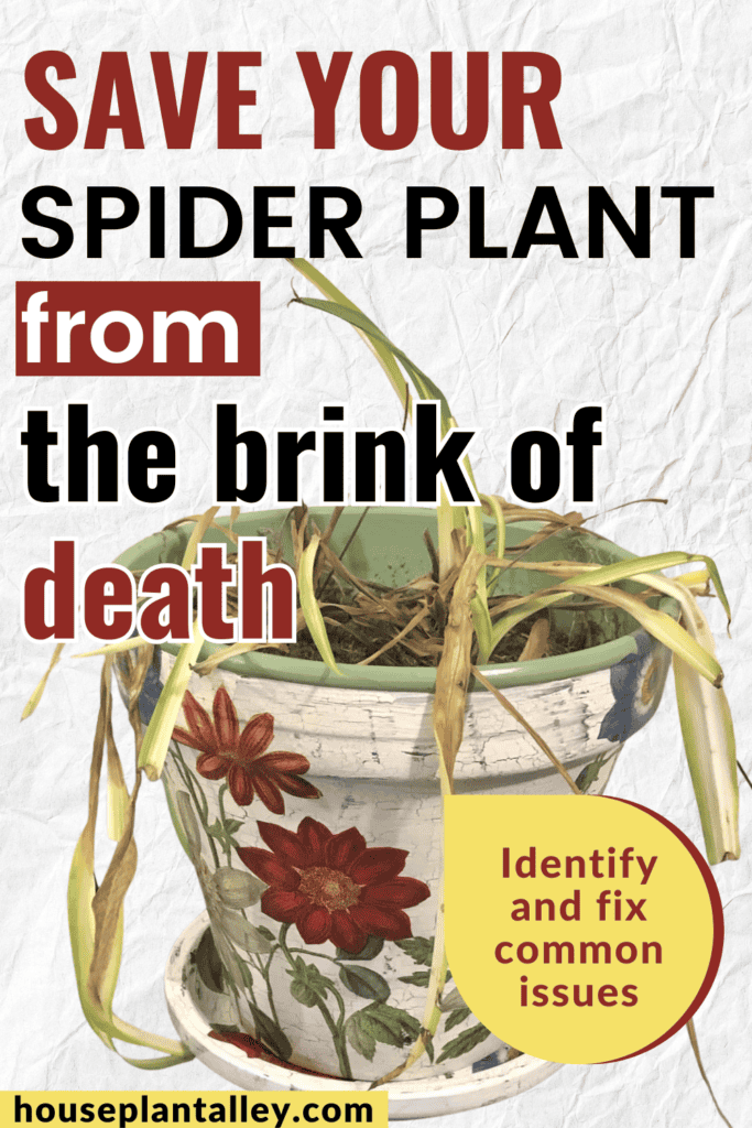 Reviving Spider Plant