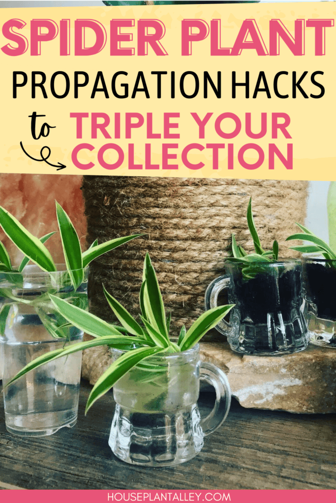 Spider Plant Propagation