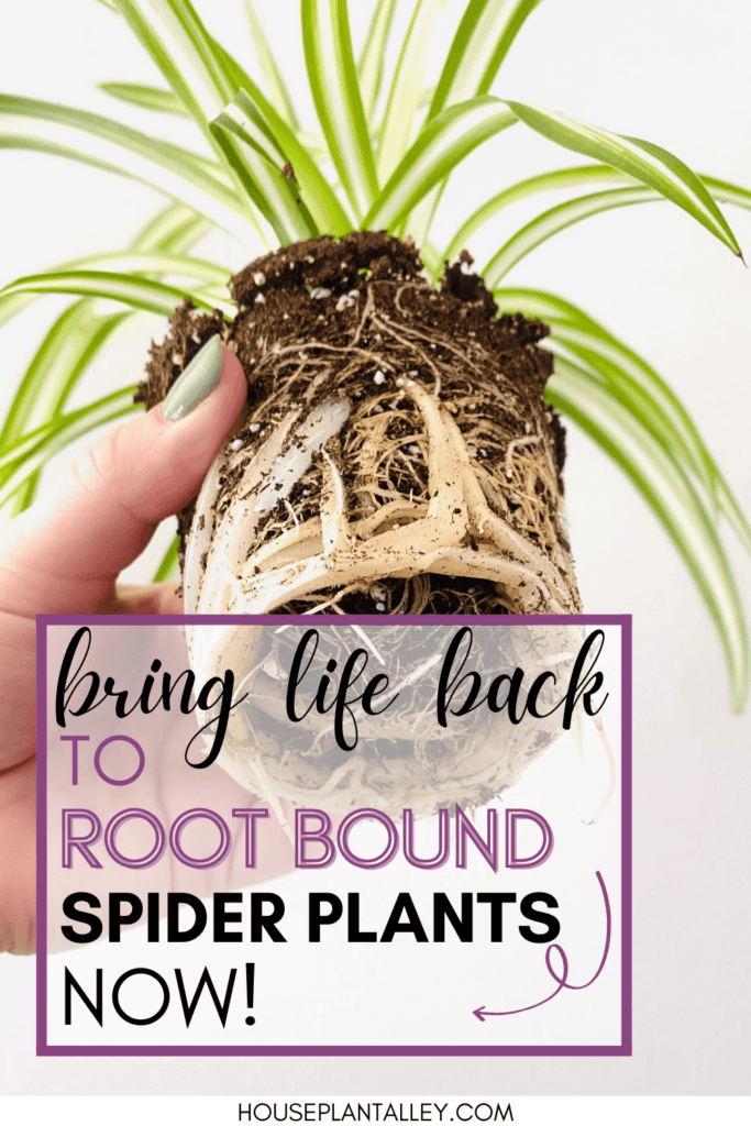 Spider Plant Root Bound