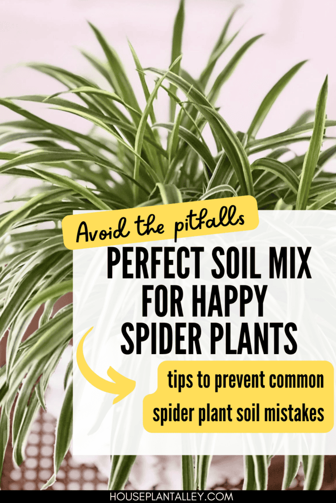 Spider Plant Soil