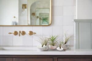 how to care for air plants in the bathroom