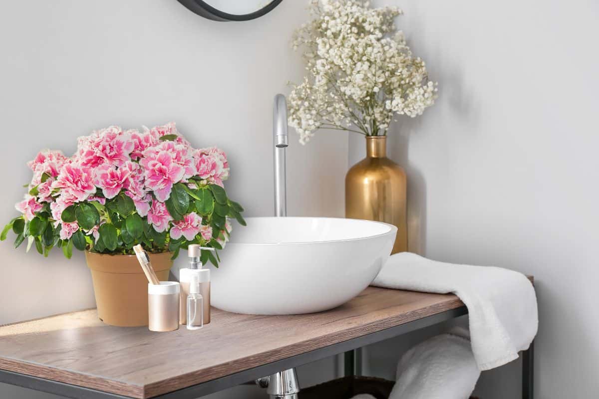 30 Best Dehumidifying Plants For Bathrooms | Houseplant Alley