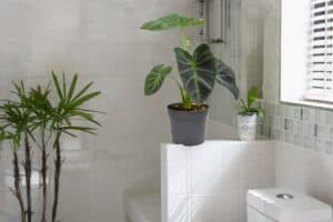 how to care for elephant ear plant in the bathroom