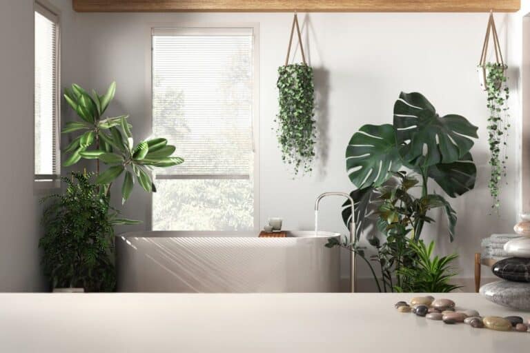 how to care for monstera in the bathroom