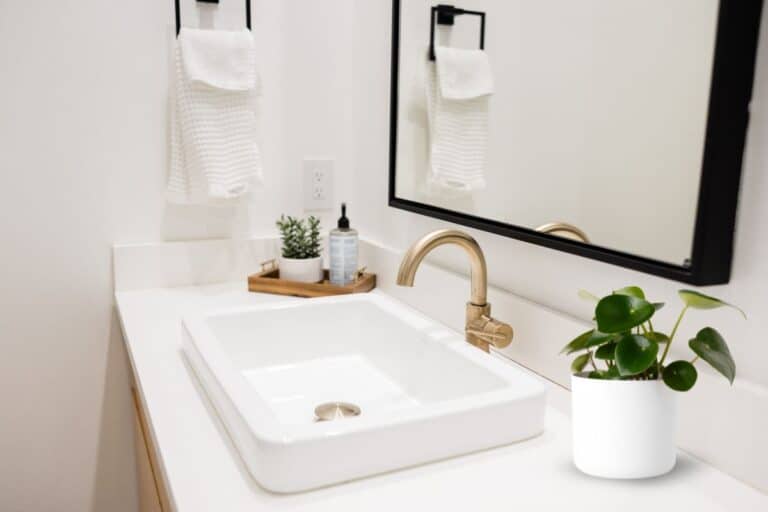 how to care for peperomia in the bathroom