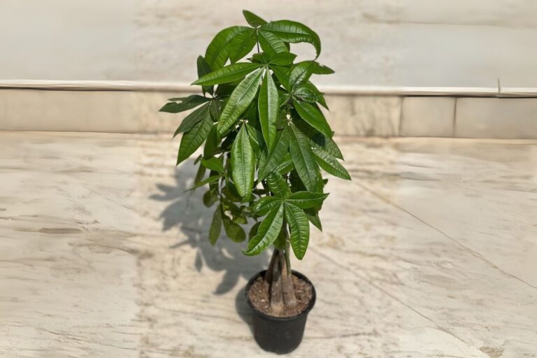 how to repot money tree