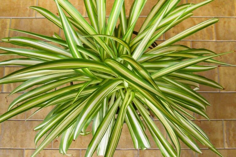 repotting spider plant