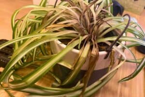 revive spider plant