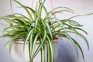 spider plant brown tips