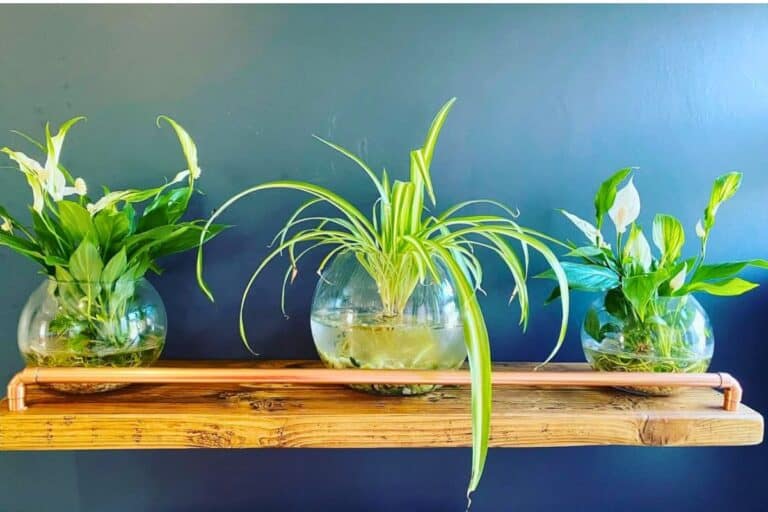 spider plant in water