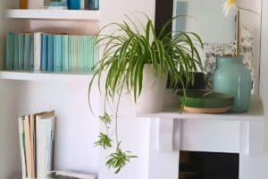 spider plant pot