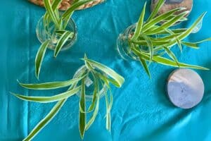 spider plant propagation