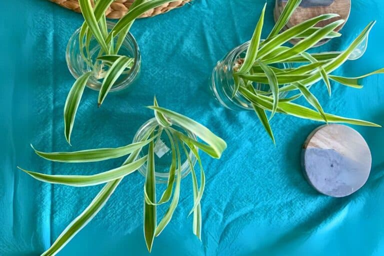 spider plant propagation