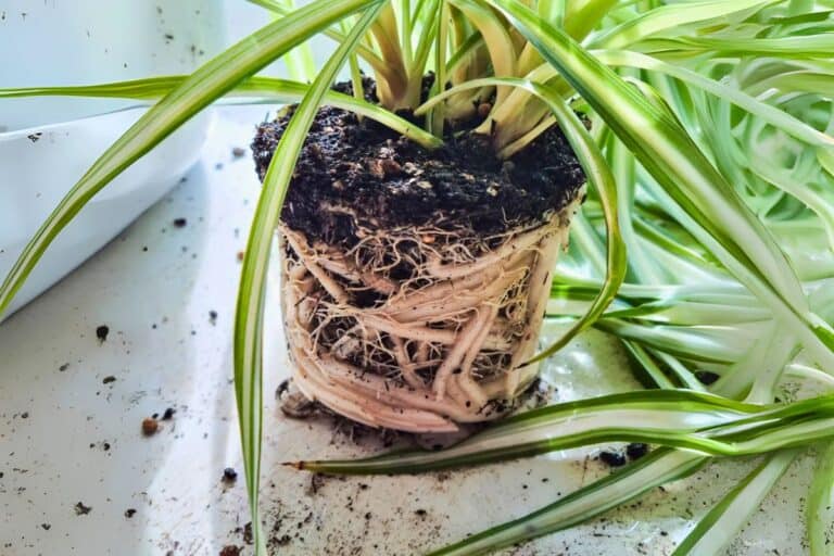 spider plant root bound