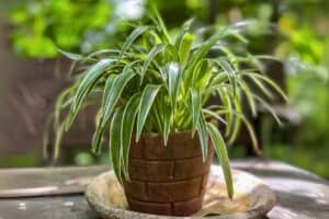 spider plant soil