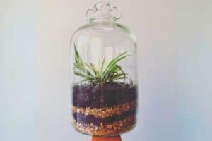 spider plant terrarium