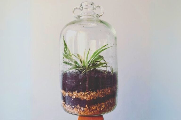 spider plant terrarium