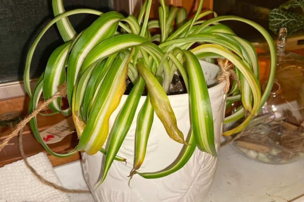 spider plant yellowing